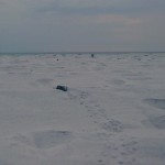 the journey to the water is a long one for a hatchling and as you can see tire tracks and footprints are a problem