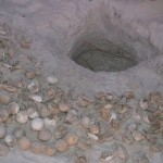 a few days after a nest hatches it is dug for evaluation and all is taken out of it and counted. egg shells left are hatchlings that escaped from the nest or are left in the nest