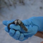 alive in nest and soon to be released, after dark